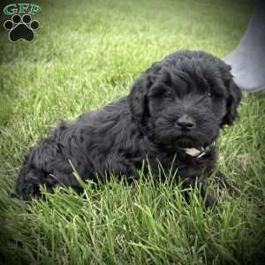 Raven, Mini Goldendoodle Puppy